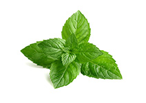 Peppermint Mentă ulei esențial doTERRA