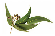Eucalyptus Eucalipt doTERRA Info