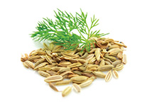 Fennel Fenicul doTERRA Info
