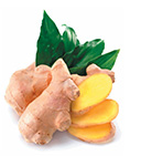 Ginger Ghimbir ulei esențial doTERRA Info