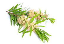 Tea Tree Arbore de Ceai doTERRA Info