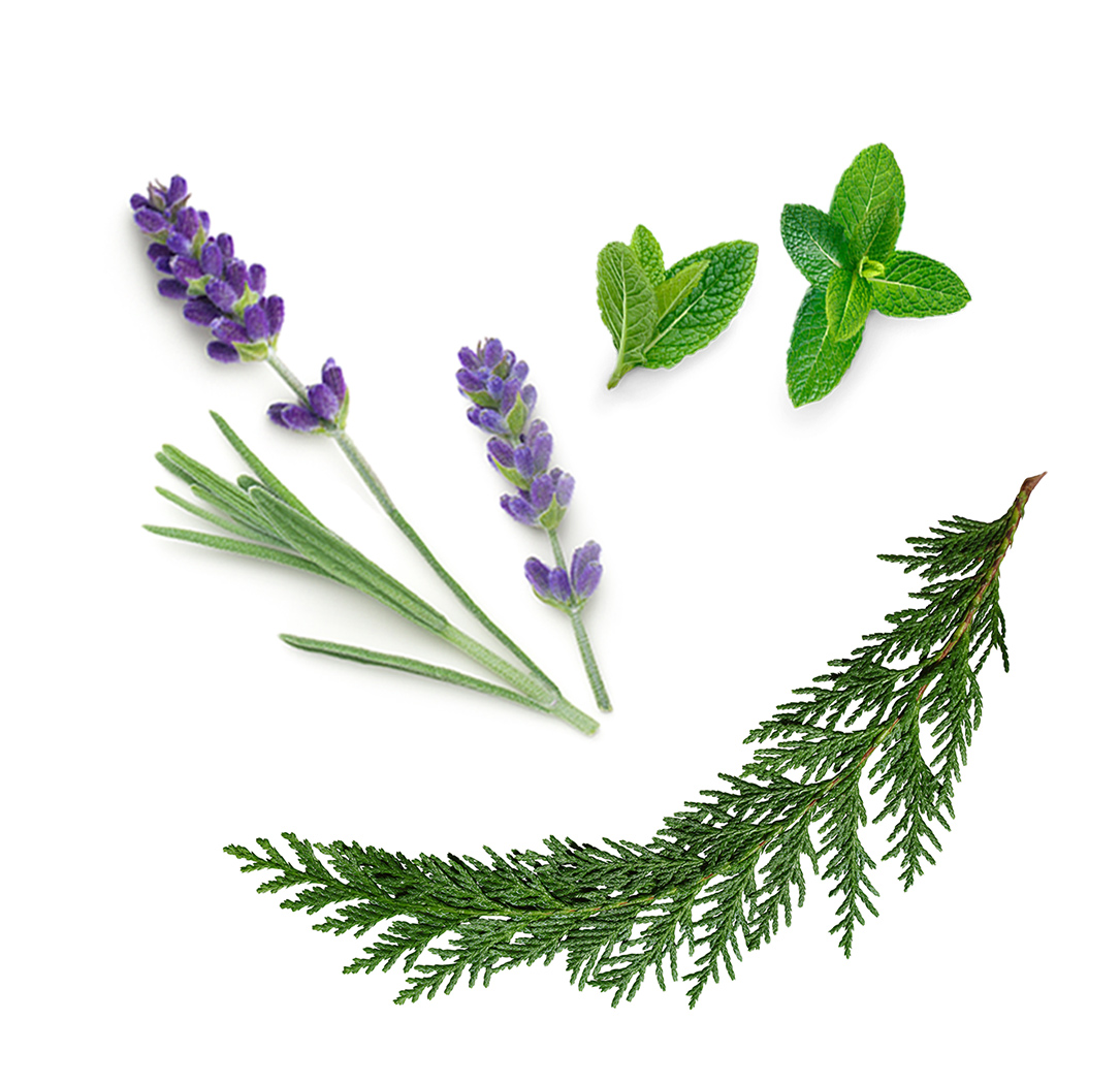 aromatouch ce conține