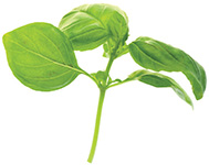 Busuioc Basil Info