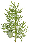 Cypress Chiparos info