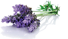 Lavender Levănţică Lavanda ulei esențial doTERRA Info