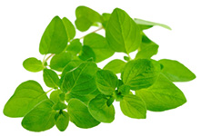 Măghiran doTERRA Info