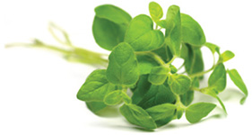 Oregano ulei esențial doTERRA