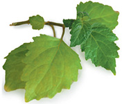 Patchouli Paciuli doTERRA Info