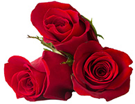 Rose Touch doTERRA Info