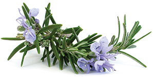 Rosemary Rozmarin doTERRA