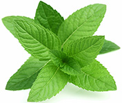 Spearmint Mentă creață doTerra Info
