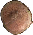 Arborvitae doTERRA Info