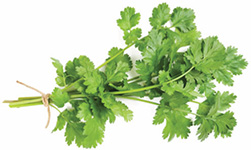 Cilantro Coriandru - frunză doTERRA Info