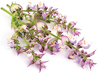 Clary Sage Salvie doTERRA Info