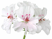 Geranium Mușcată doTERRA Info