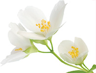 Jasmine Touch Iasomie Info