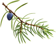 Juniper Berry Ienupăr doTERRA blend ulei esențial Info
