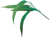 Lemon Eucalyptus Eucalipt citronat doTERRA Info