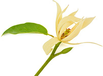 Magnolia Touch Magnolie doTERRA Info