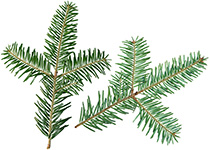 Siberian Fir Brad Siberian doTERRA Info