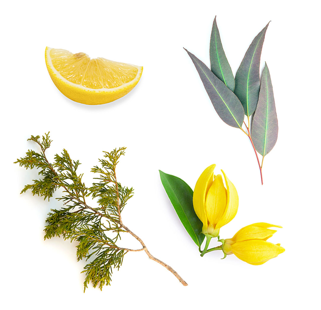 TerraShield doTERRA ce conține