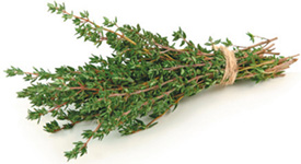 Thyme Cimbru doTERRA Info